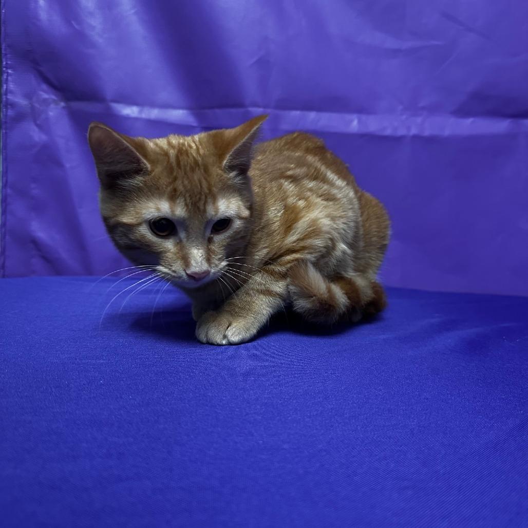 Enlarge Lamont, a Adoptable Domestic Short Hair in North Myrtle Beach, SC image 1/1