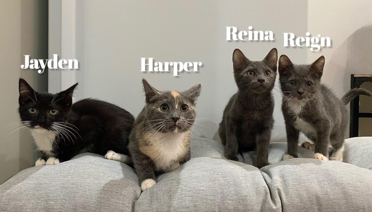 Reina