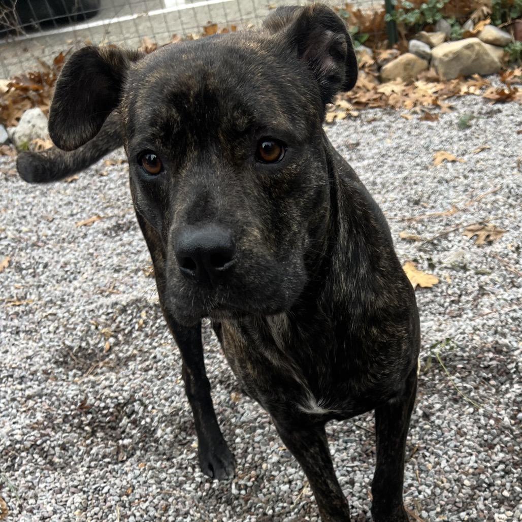 Shyla, Adoptable, Adult Female Pit Bull Terrier & Mixed Breed.