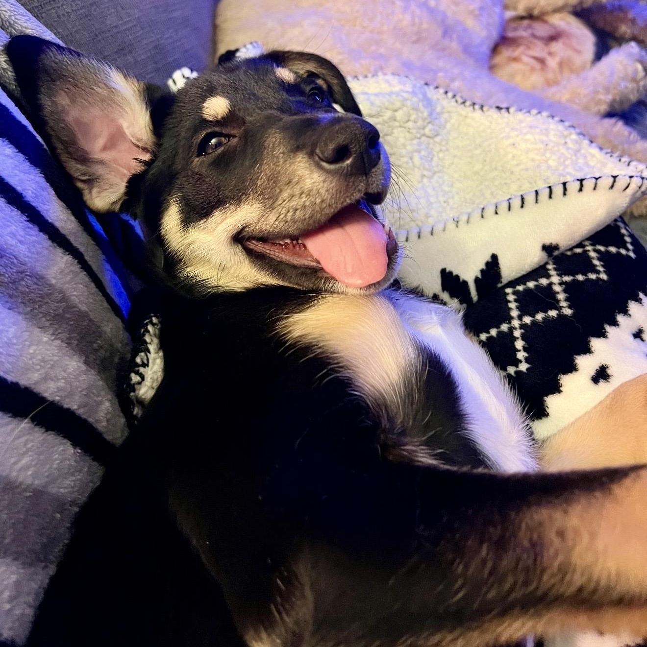 Ozzy , ADOPTABLE, Puppy Male Mixed Breed & Shepherd.