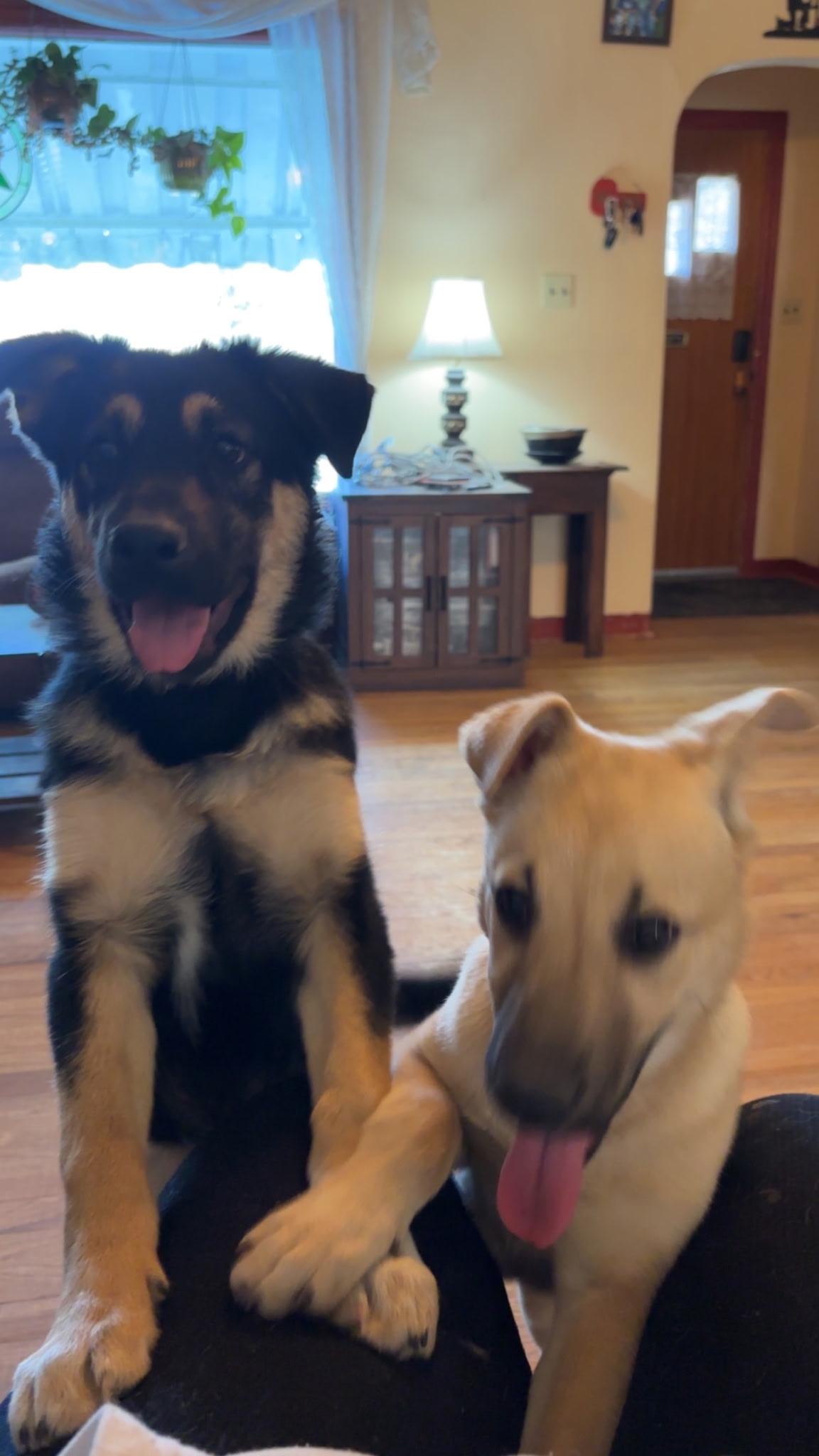 Lily, a other mixed breed in Riverton, WY image 2/2