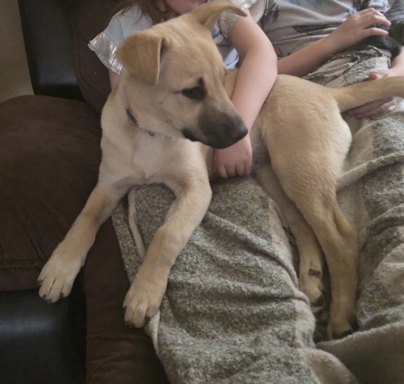 Lily, a other mixed breed in Riverton, WY image 1/2