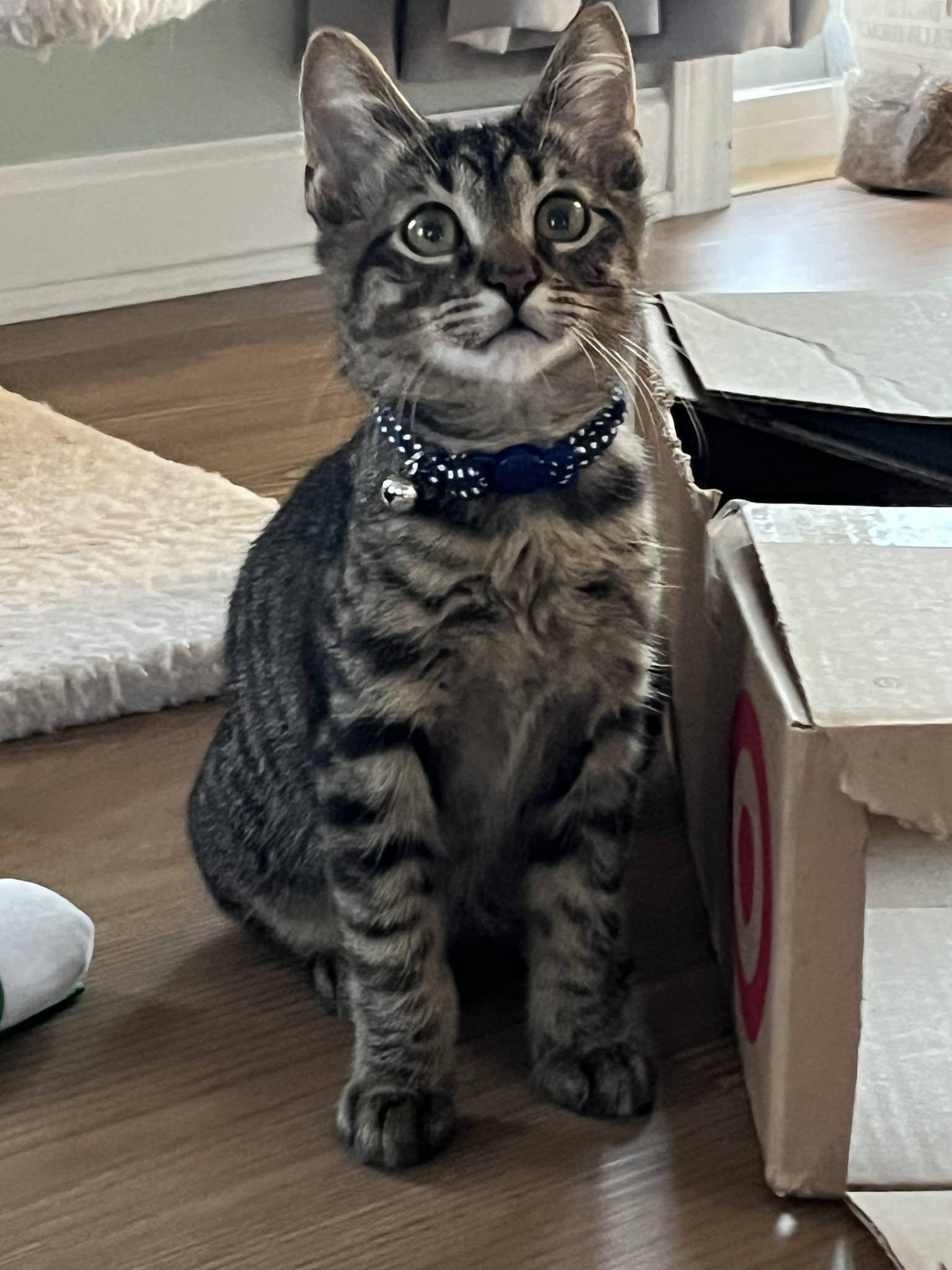 Enlarge Grimlin, a Adoptable American Shorthair in Rochester, NY image 1/1