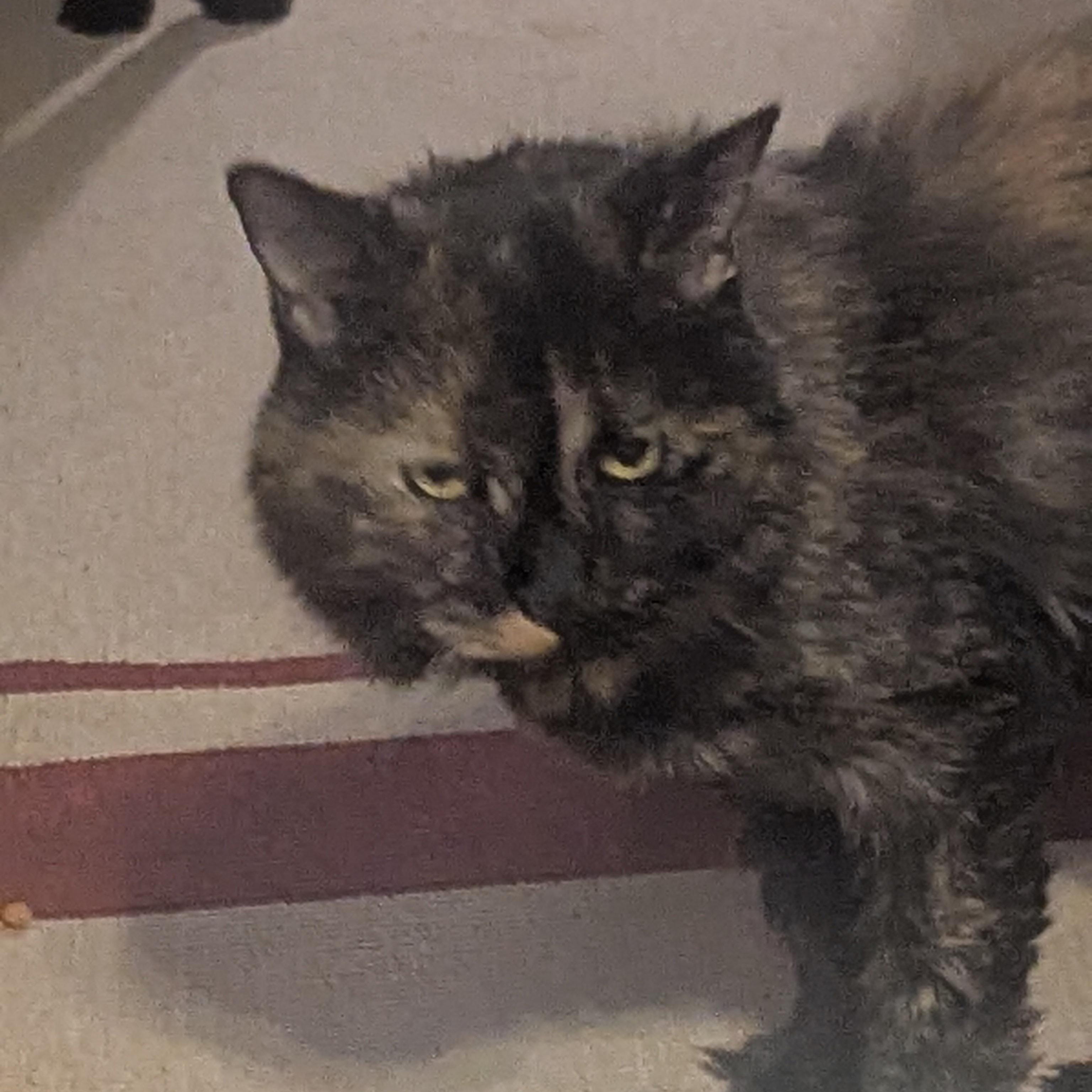 Tea, Senior Female unknown