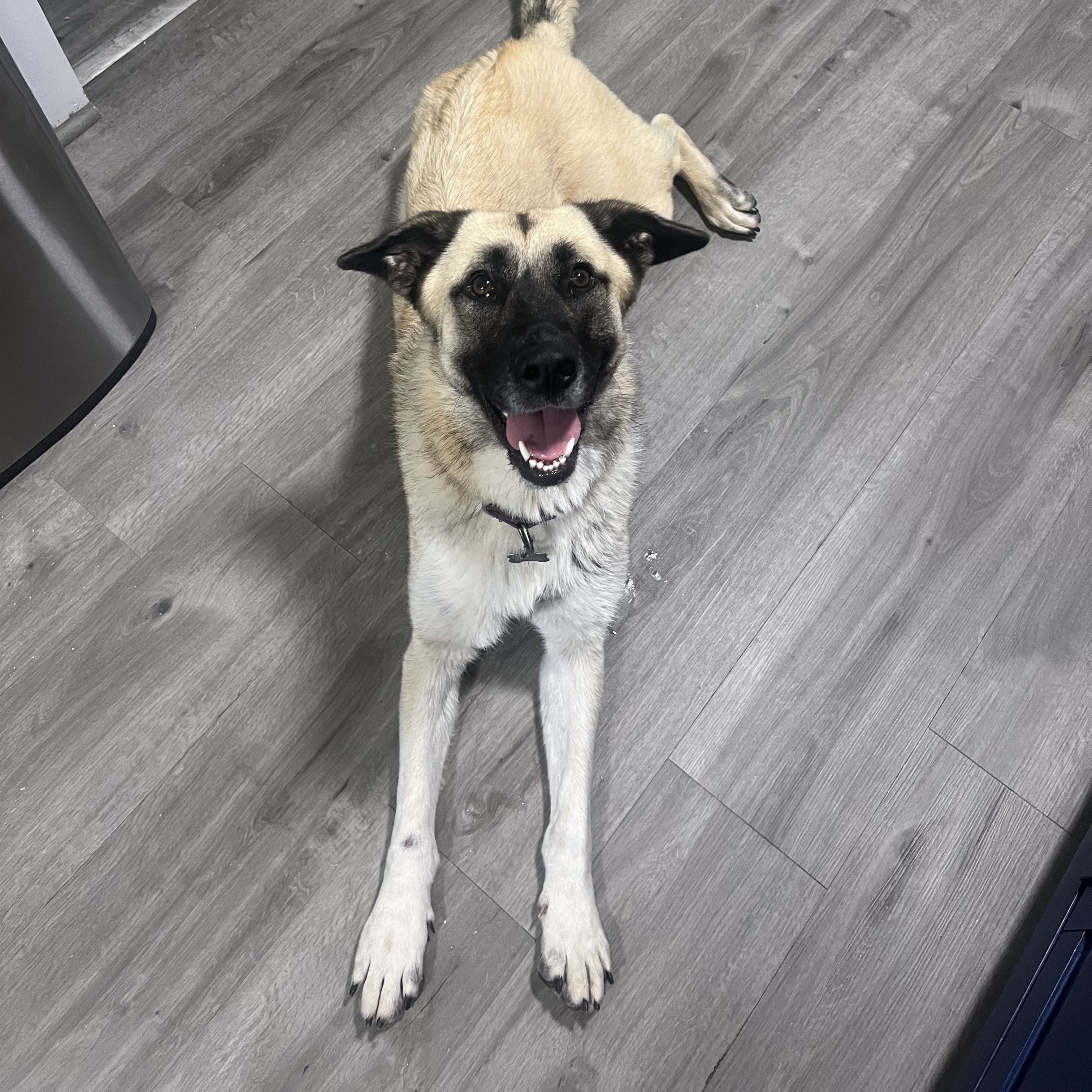 Dog for adoption Scarlett, a Leonberger & German Shepherd Dog Mix in