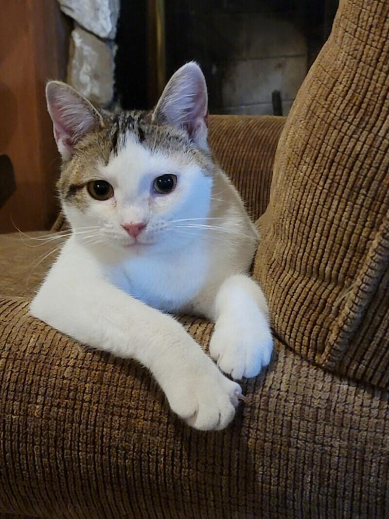 Primrose, Adoptable, Adult Female Domestic Short Hair.