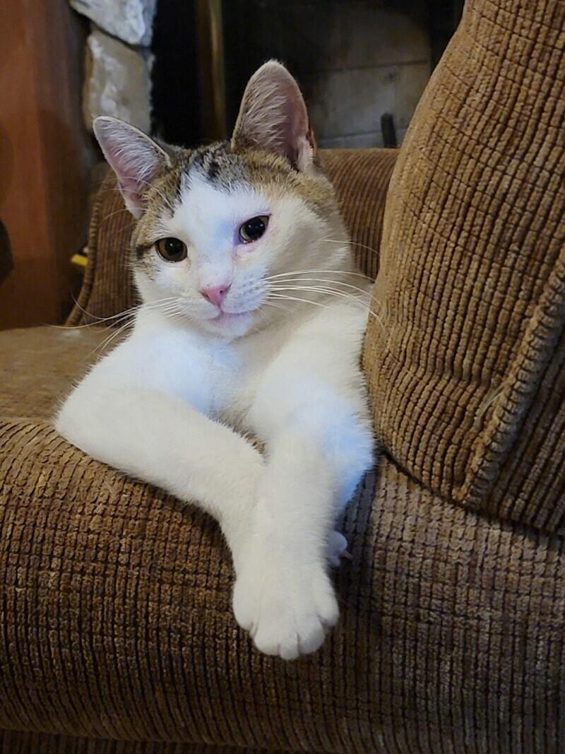 Enlarge Primrose, a Adoptable Domestic Short Hair in Adrian, MI image 3/6