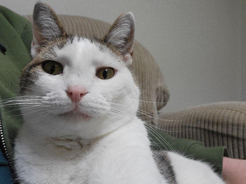 Enlarge Primrose, a Adoptable Domestic Short Hair in Adrian, MI image 4/6