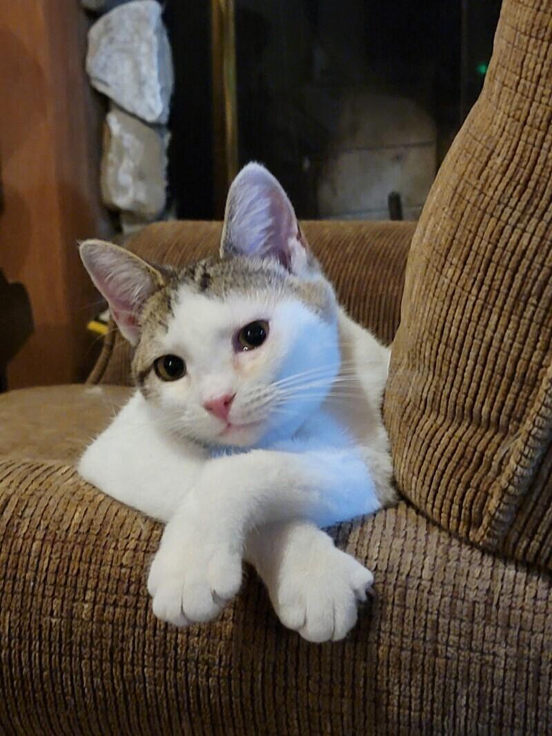 Enlarge Primrose, a Adoptable Domestic Short Hair in Adrian, MI image 5/6