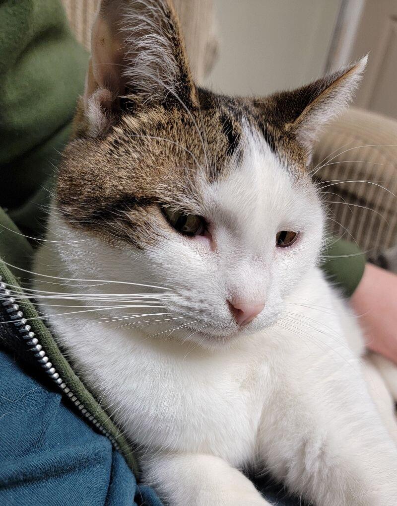 Enlarge Primrose, a Adoptable Domestic Short Hair in Adrian, MI image 6/6