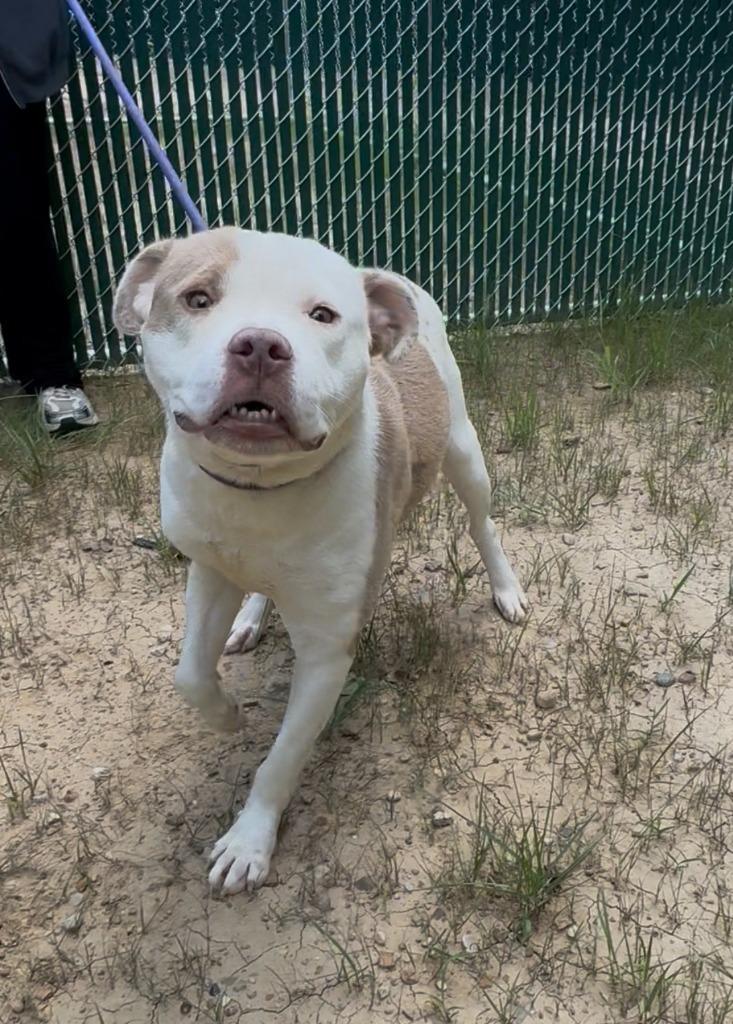 Charlie, Adoptable, Young Female Pit Bull Terrier.
