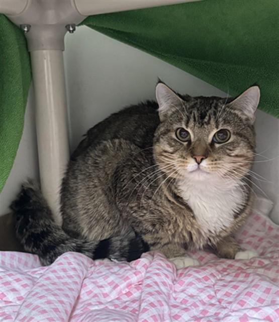 Enlarge MERLIN, a Adoptable Domestic Short Hair in Boston, MA image 1/1