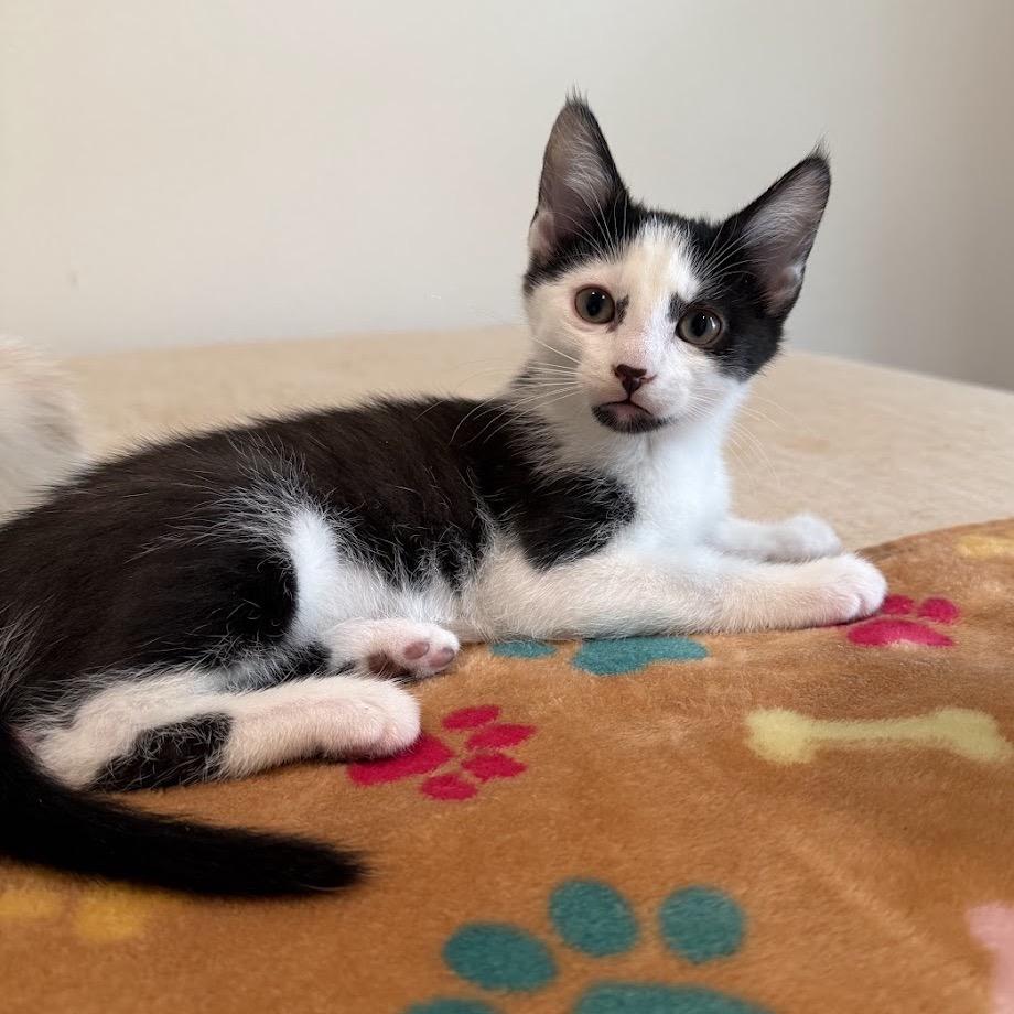 Raffi, Adoptable, Young Male Domestic Short Hair.