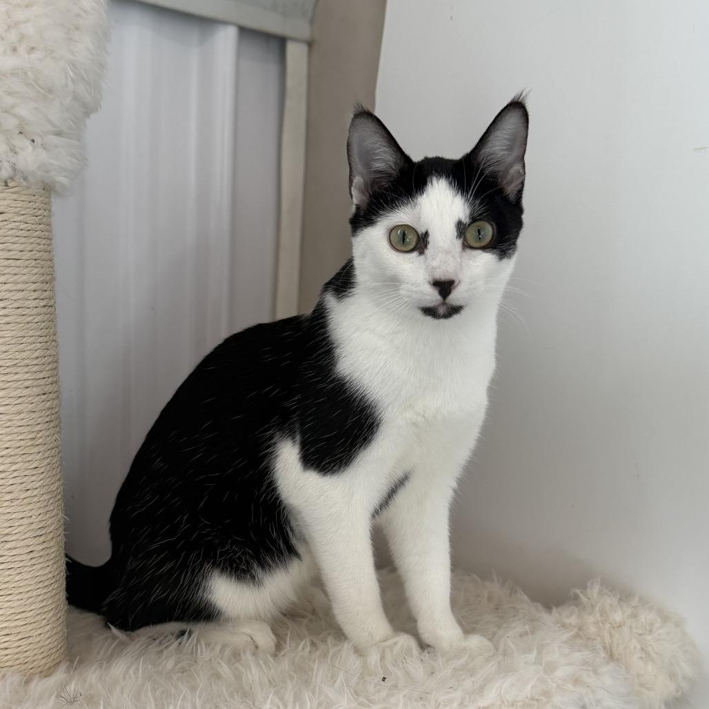 Enlarge Raffi, a Adoptable Domestic Short Hair in Nowata, OK image 3/6