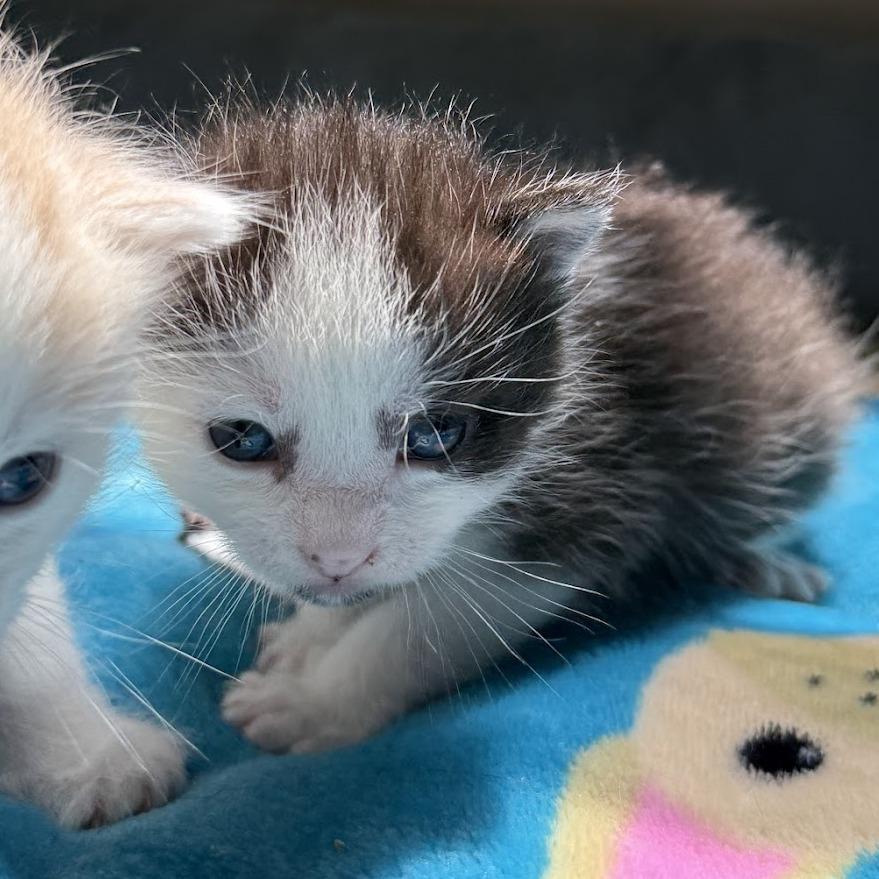 Raffi, a Adoptable Domestic Short Hair in Nowata, OK image 1/6