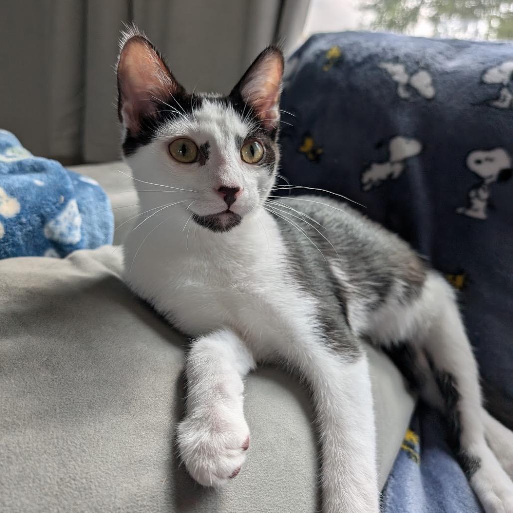 Raffi, a Adoptable Domestic Short Hair in Nowata, OK image 2/6