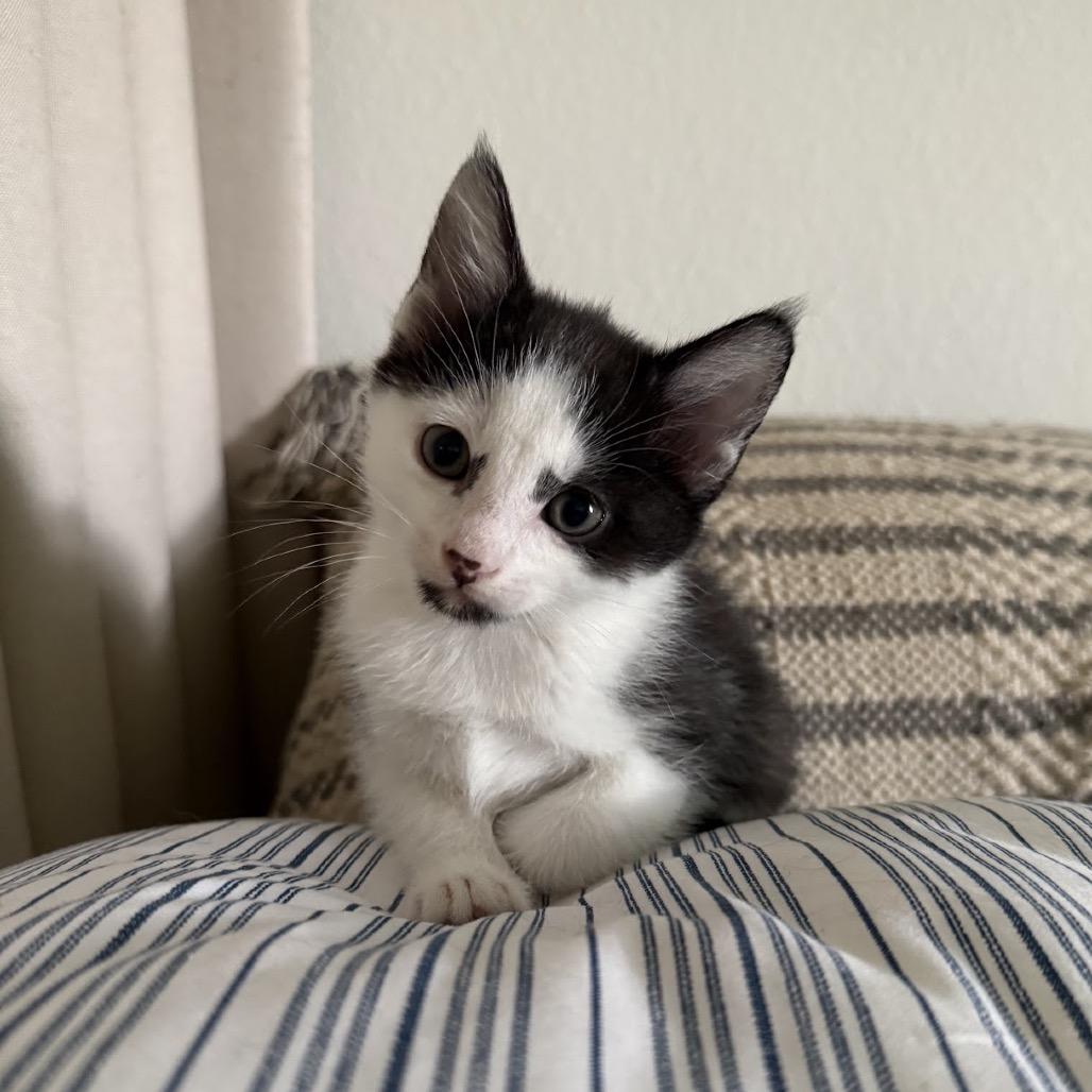 Enlarge Raffi, a Adoptable Domestic Short Hair in Nowata, OK image 4/6