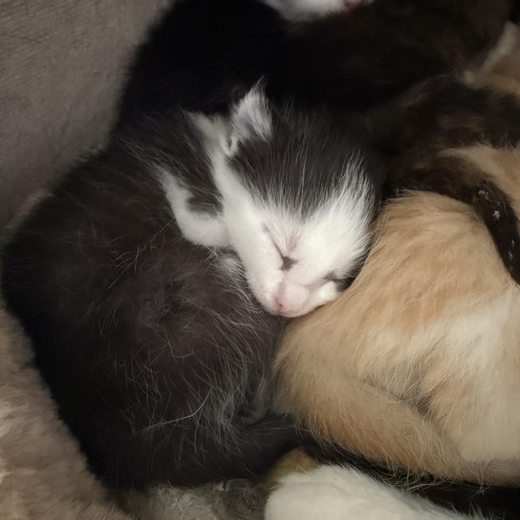 Raffi, a Adoptable Domestic Short Hair in Nowata, OK image 4/6