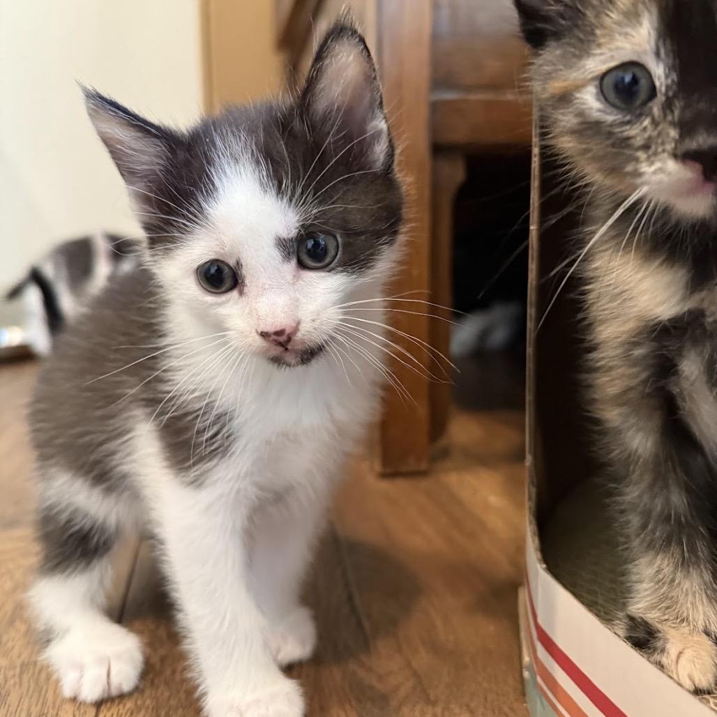 Enlarge Raffi, a Adoptable Domestic Short Hair in Nowata, OK image 6/6