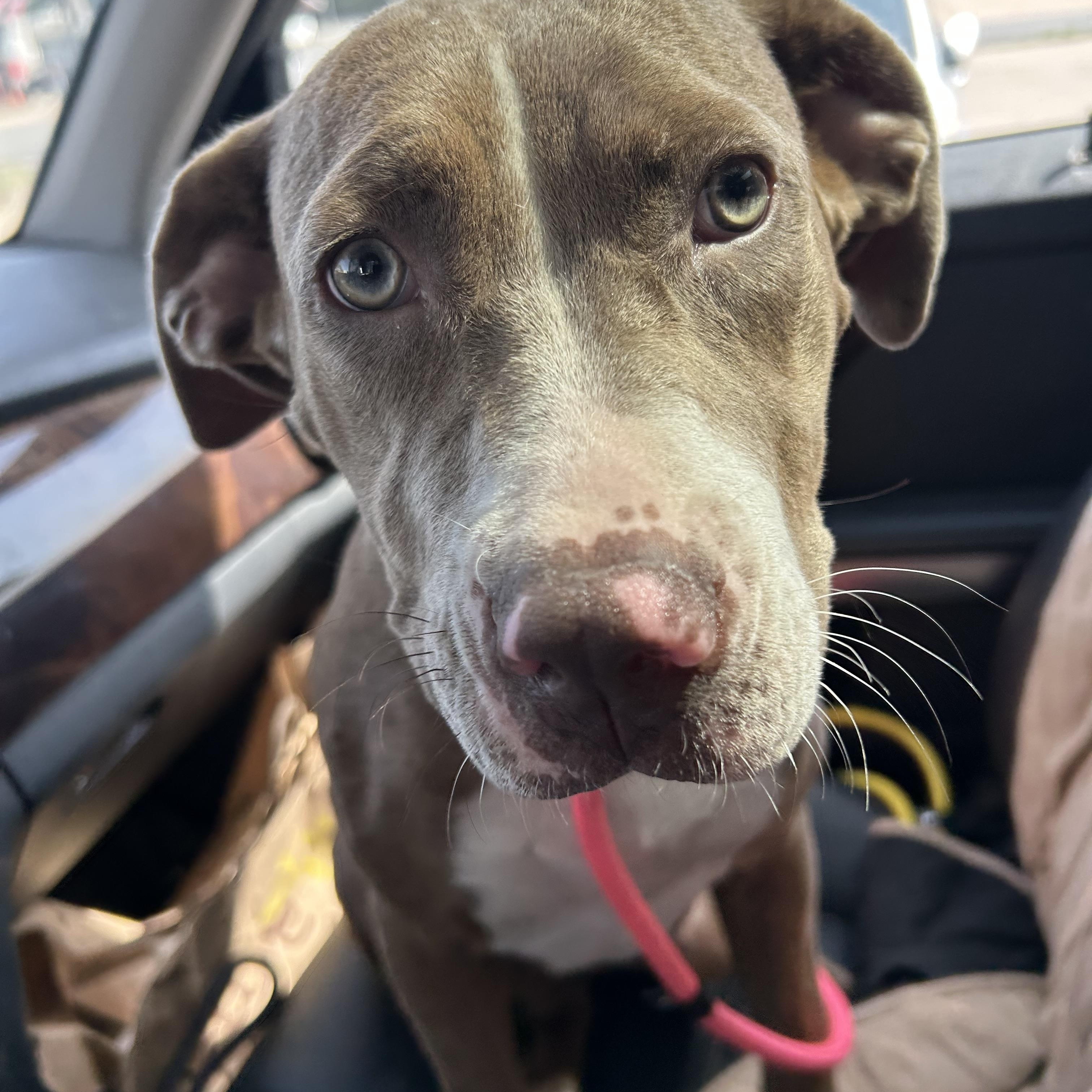 Rose, adopted, Young Female American Staffordshire Terrier.