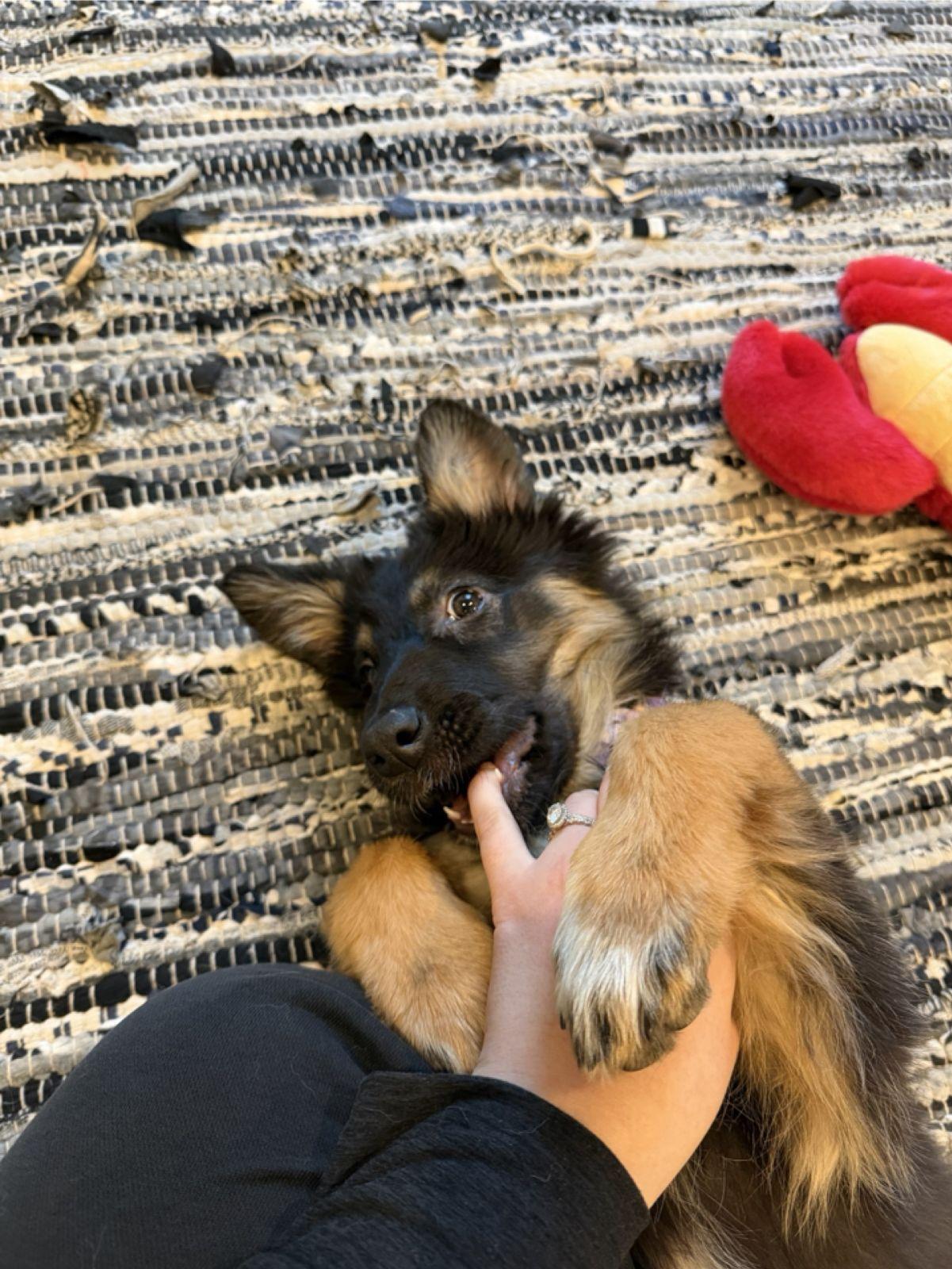 Enlarge Lollipop (Waco), an adopted mixed breed in Waco, TX image 5/6