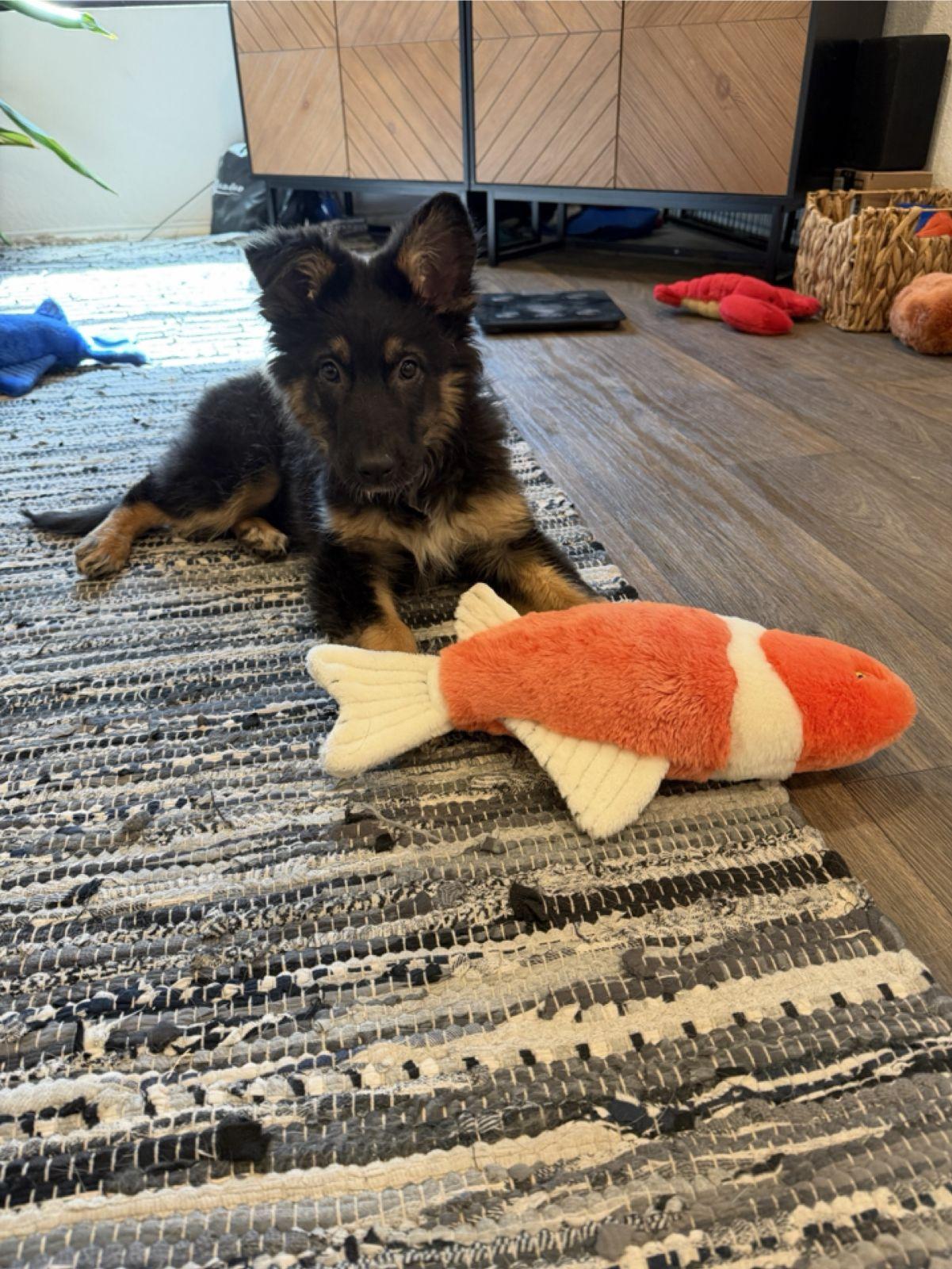 Enlarge Lollipop (Waco), an adopted mixed breed in Waco, TX image 4/6