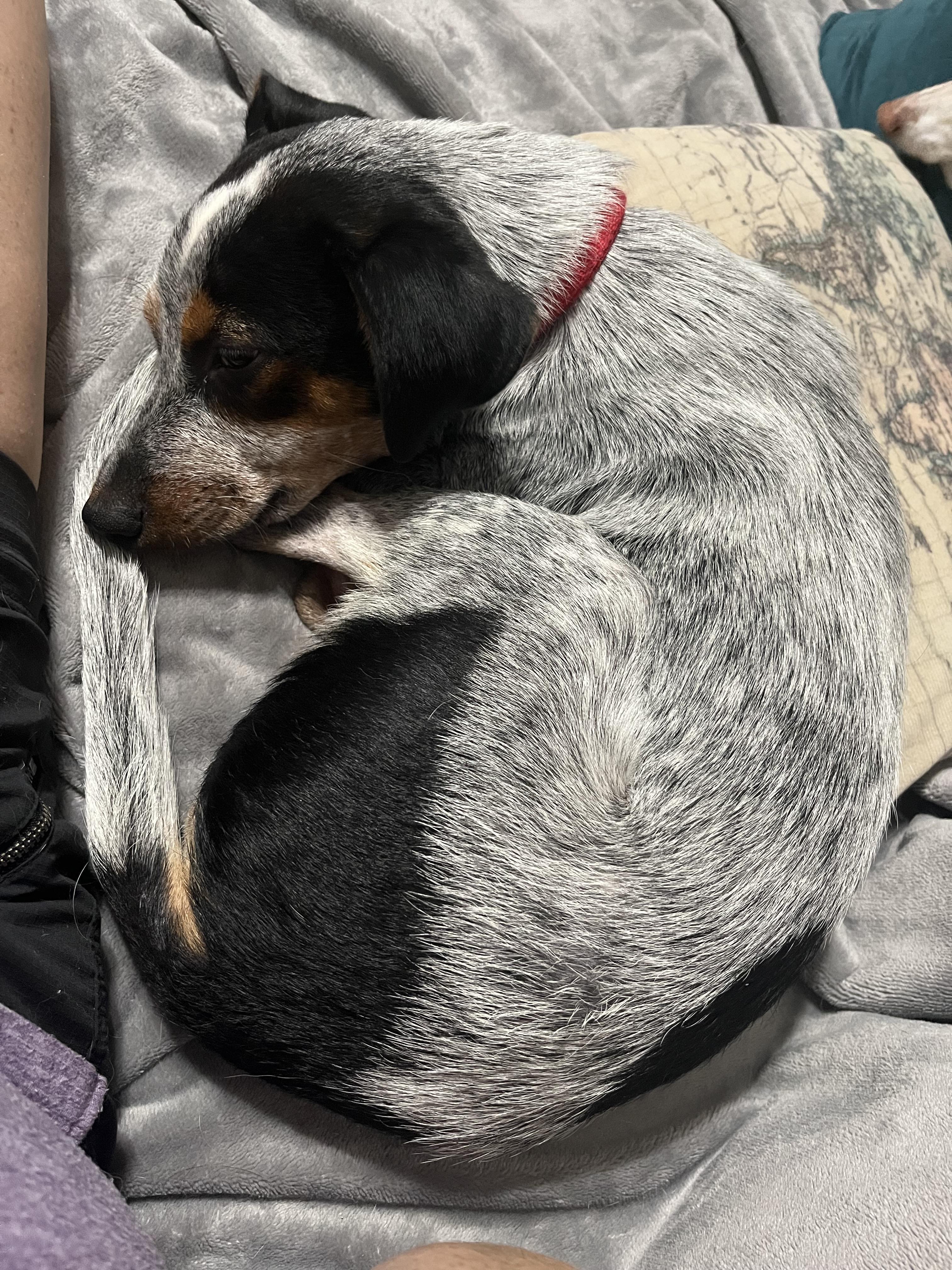 Enlarge Coco Bean, a Adopted mixed breed in Atlanta, GA image 1/3