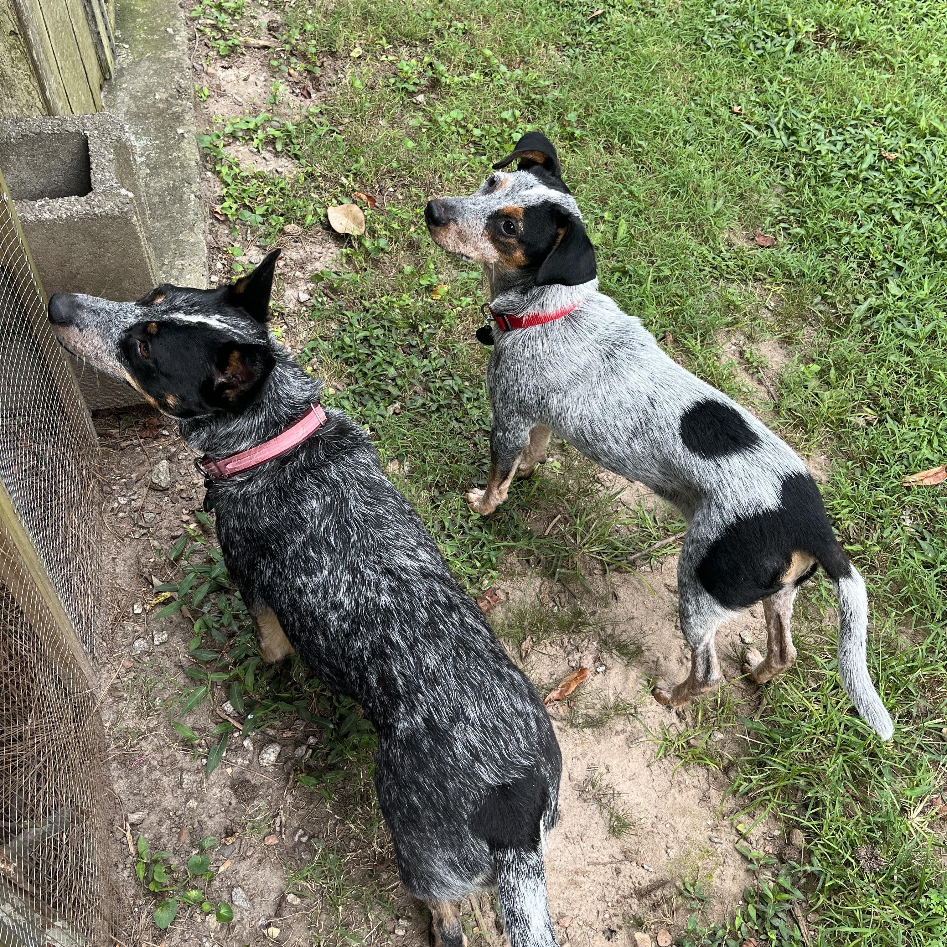 Enlarge Coco Bean, a Adopted mixed breed in Atlanta, GA image 2/3