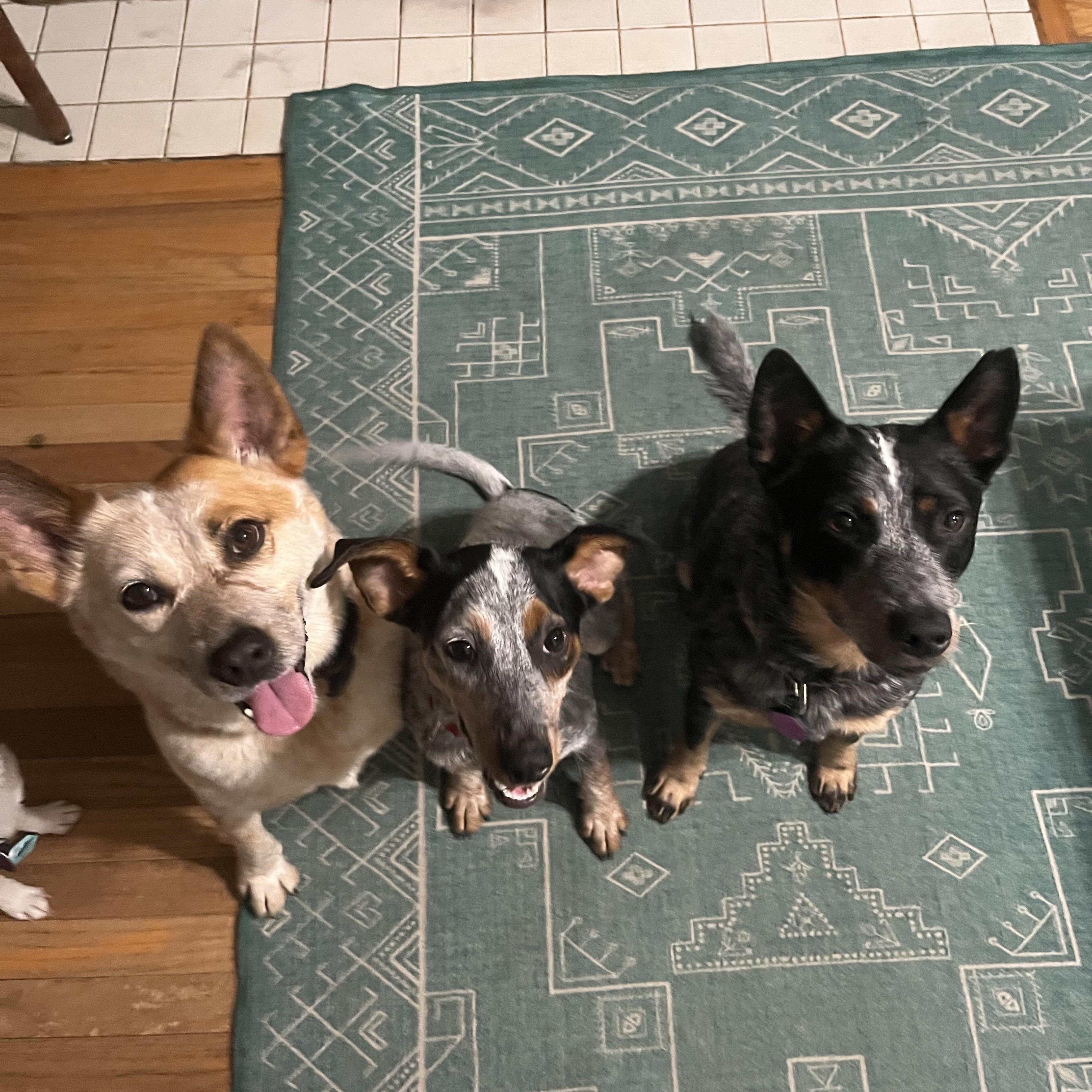 Enlarge Coco Bean, a Adopted mixed breed in Atlanta, GA image 3/3