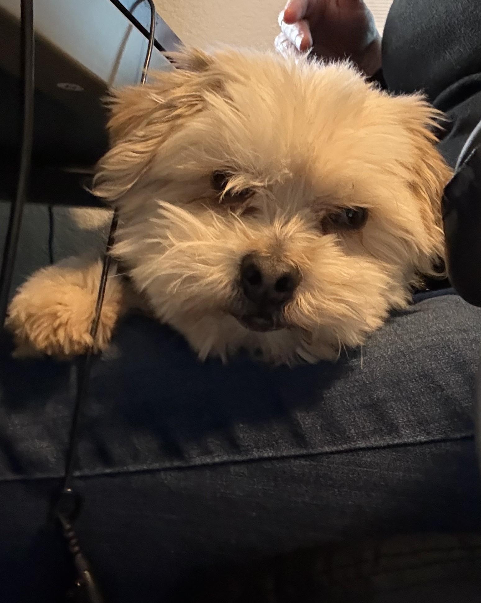 Noodle, Adopted, Adult Male Yorkshire Terrier.