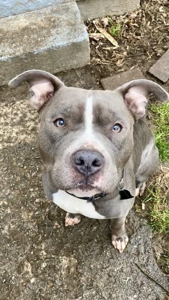 Enlarge JUDE, a Adoptable mixed breed in Louisville, KY image 1/1