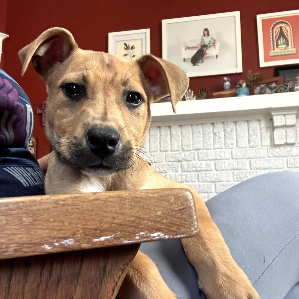 Enlarge Tucker, a Adoptable Terrier in Memphis, TN image 1/5