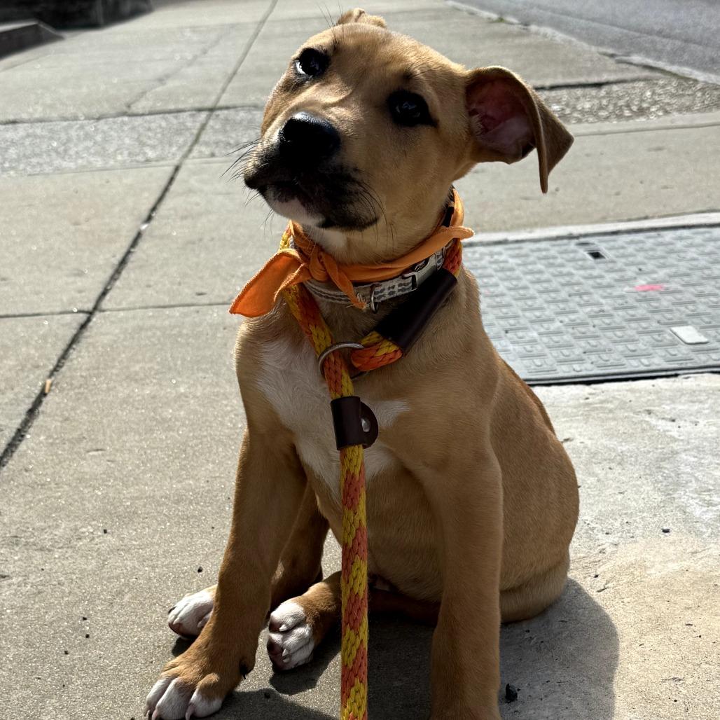 Enlarge Tucker, a Adoptable Terrier in Memphis, TN image 2/5