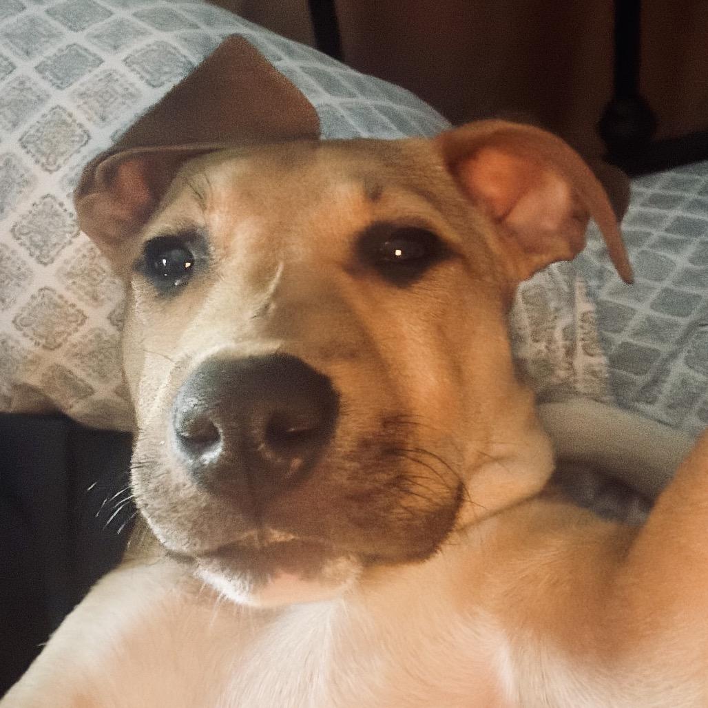 Enlarge Tucker, a Adoptable Terrier in Memphis, TN image 3/5