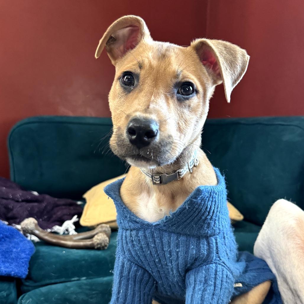 Enlarge Tucker, a Adoptable Terrier in Memphis, TN image 4/5