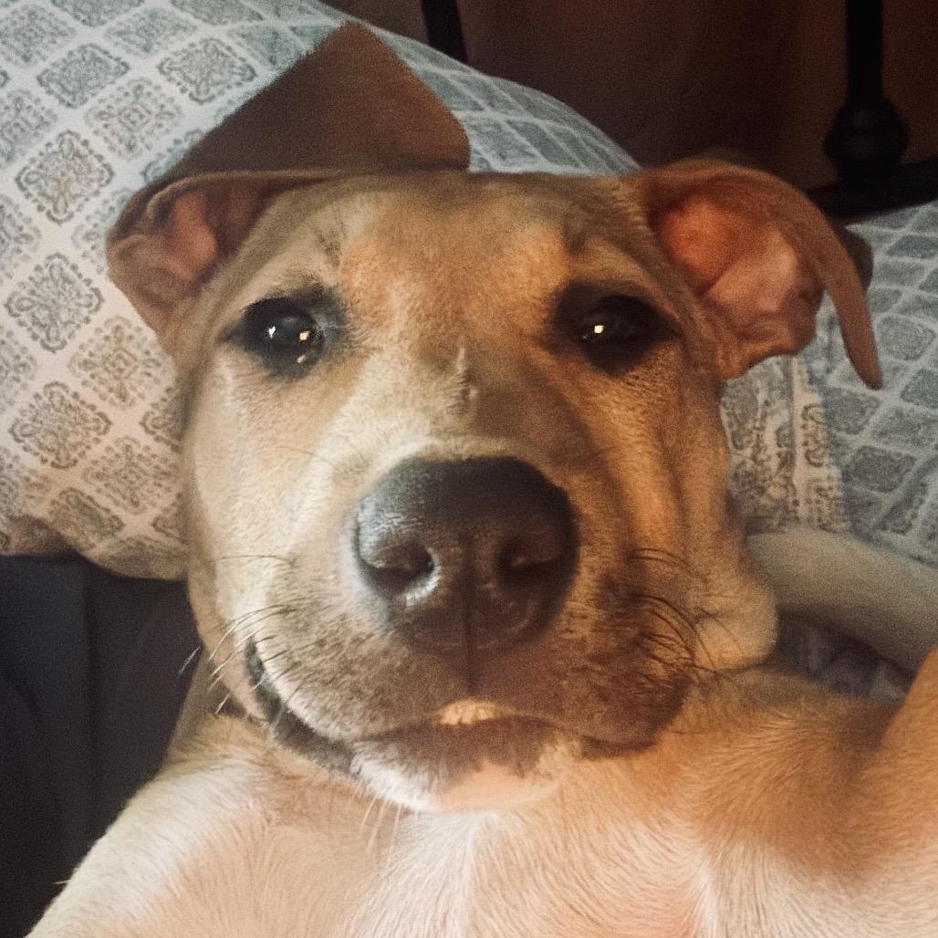 Enlarge Tucker, a Adoptable Terrier in Memphis, TN image 5/5