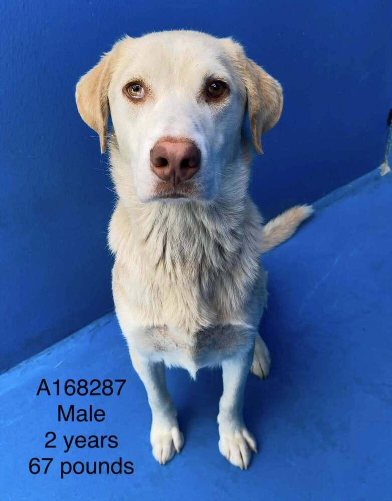 Bearnaise, Adoptable, Adult Male Labrador Retriever & Mixed Breed.