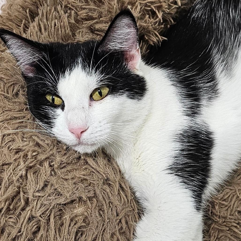 Enlarge Connie, a Adoptable Domestic Short Hair in Grinnell, IA image 1/5