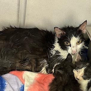 Enlarge Connie, a Adoptable Domestic Short Hair in Grinnell, IA image 2/5