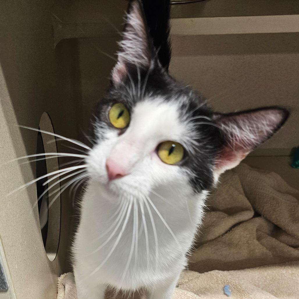 Enlarge Connie, a Adoptable Domestic Short Hair in Grinnell, IA image 3/5