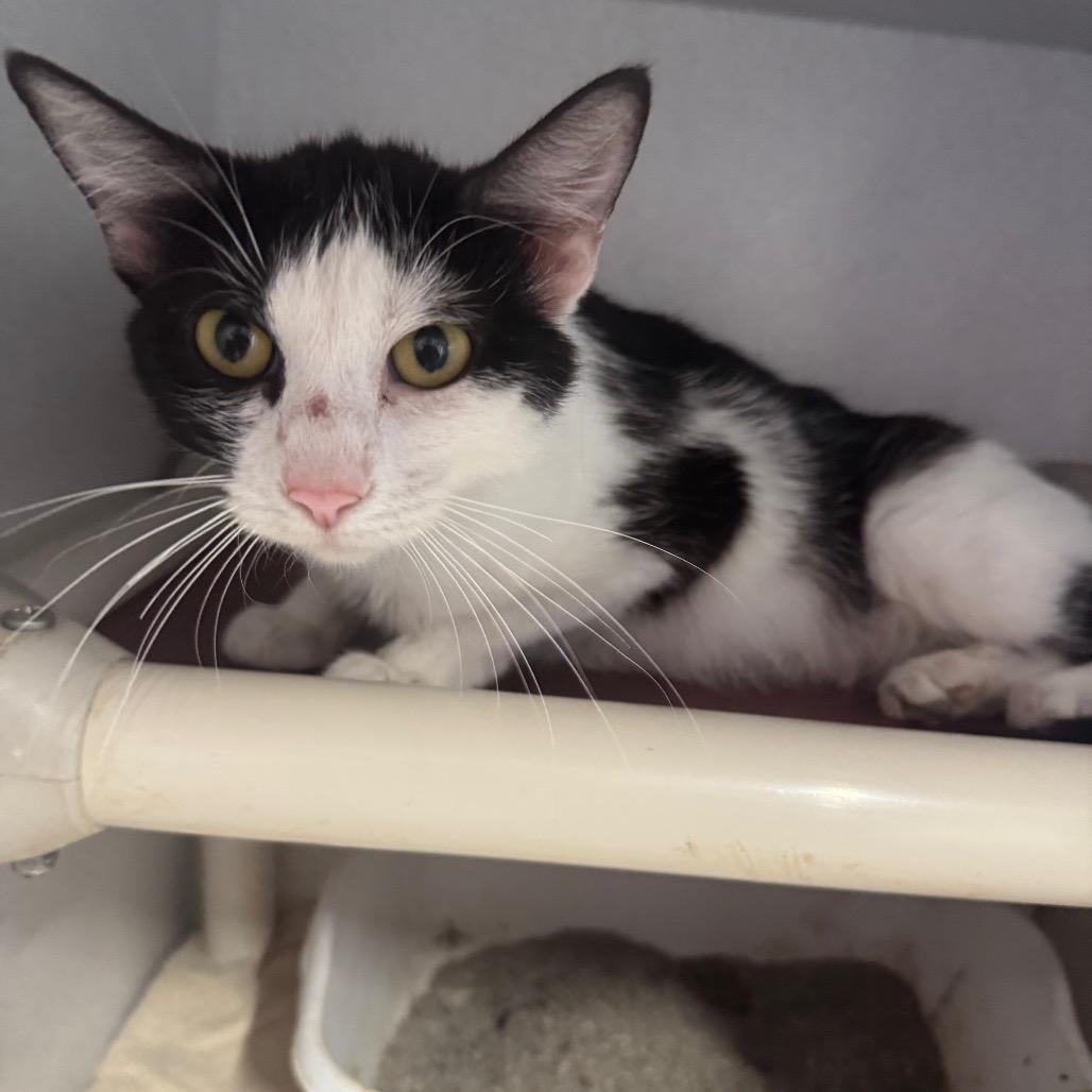 Enlarge Connie, a Adoptable Domestic Short Hair in Grinnell, IA image 4/5