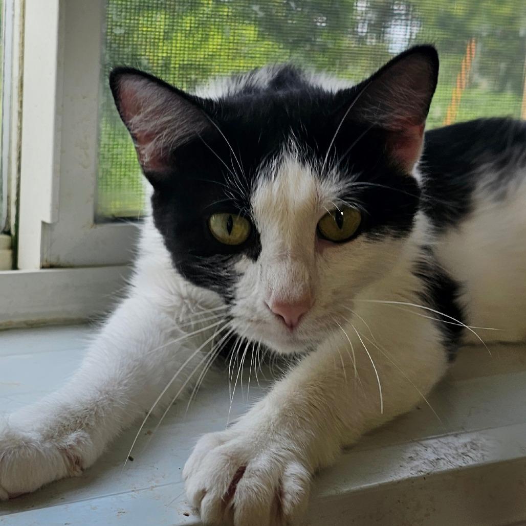 Enlarge Connie, a Adoptable Domestic Short Hair in Grinnell, IA image 5/5