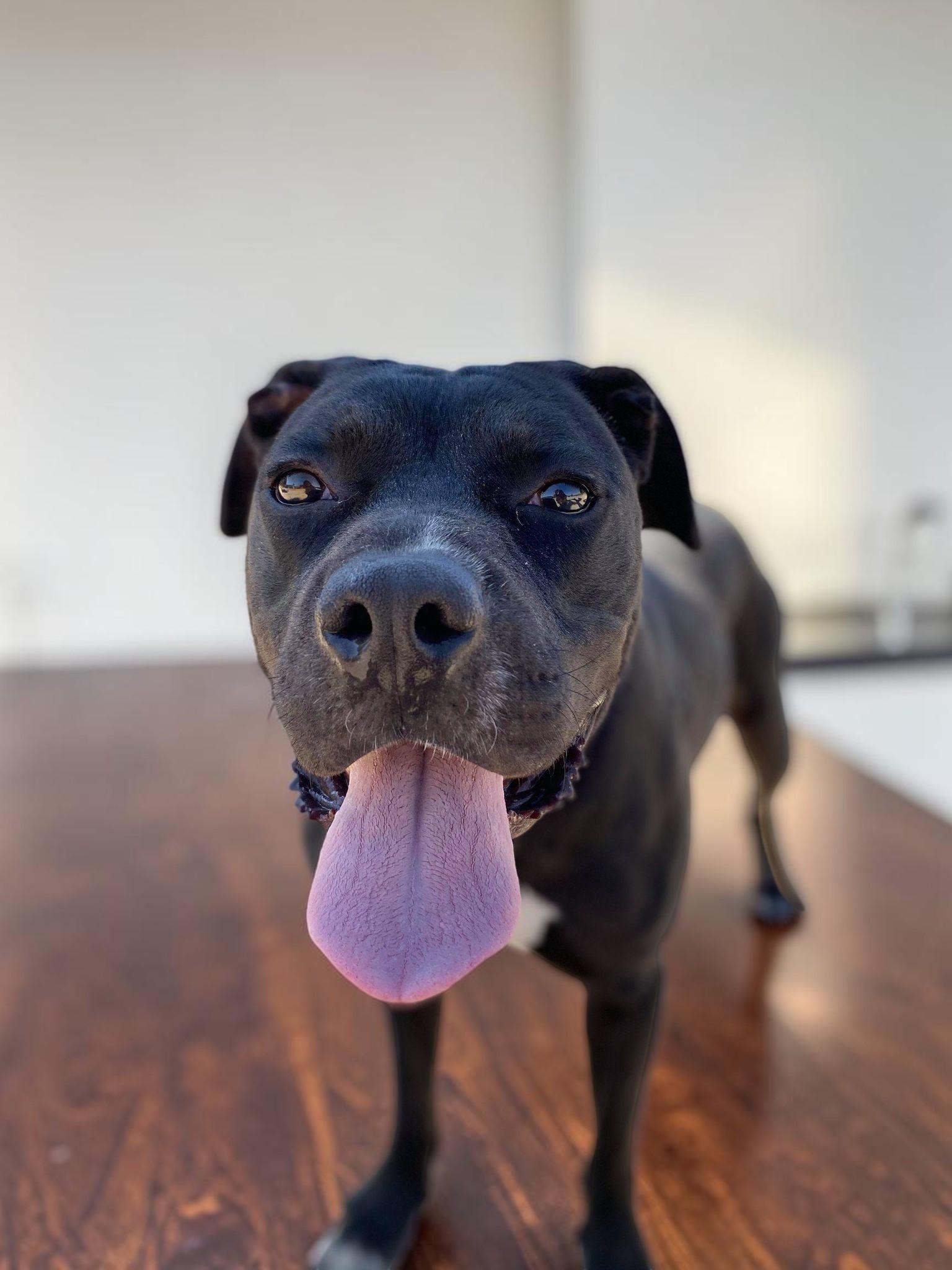 Jazz, an adopted mixed breed in Bismarck, ND image 6/6