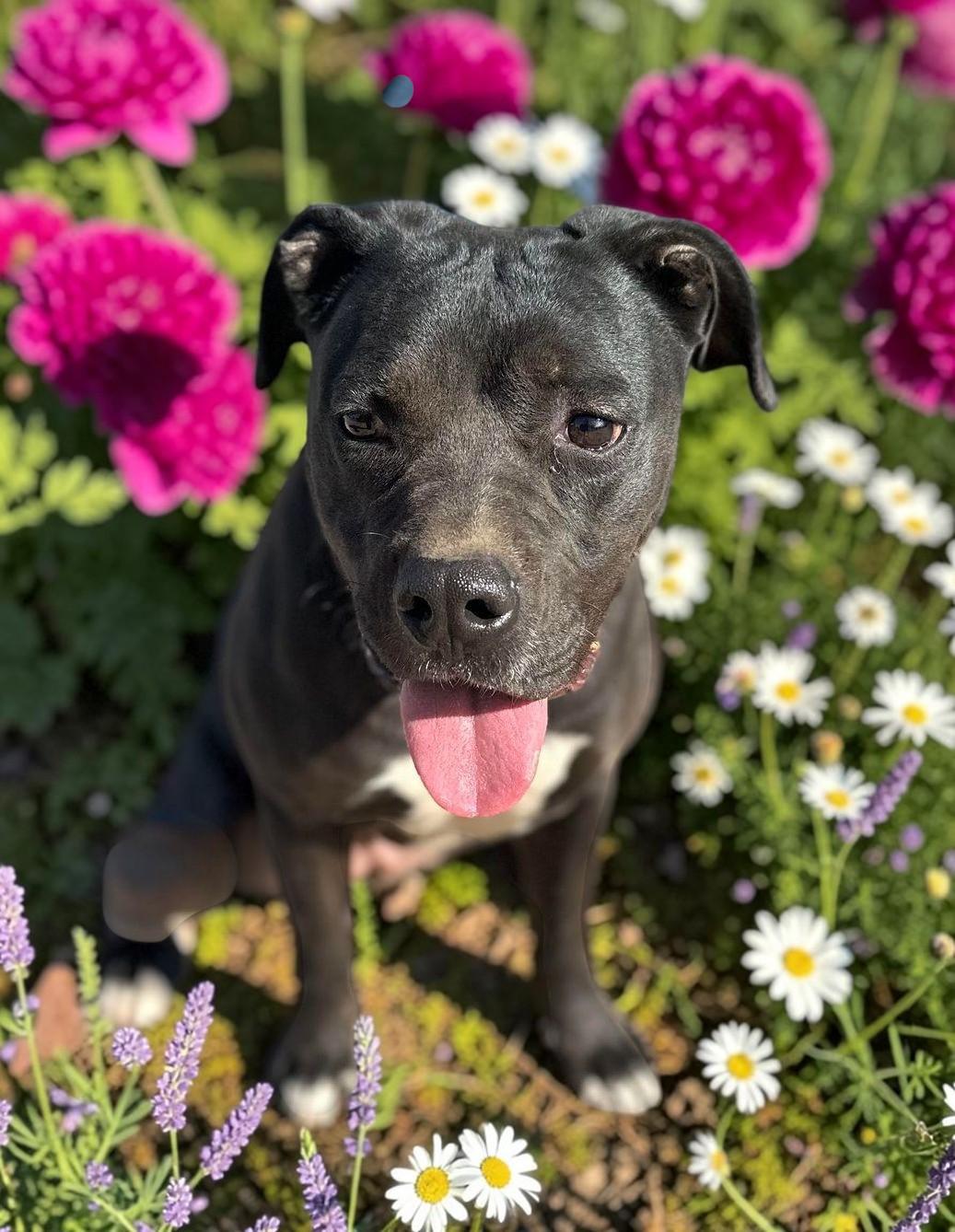 Jazz, adopted, Adult Male Boxer & Pit Bull Terrier.