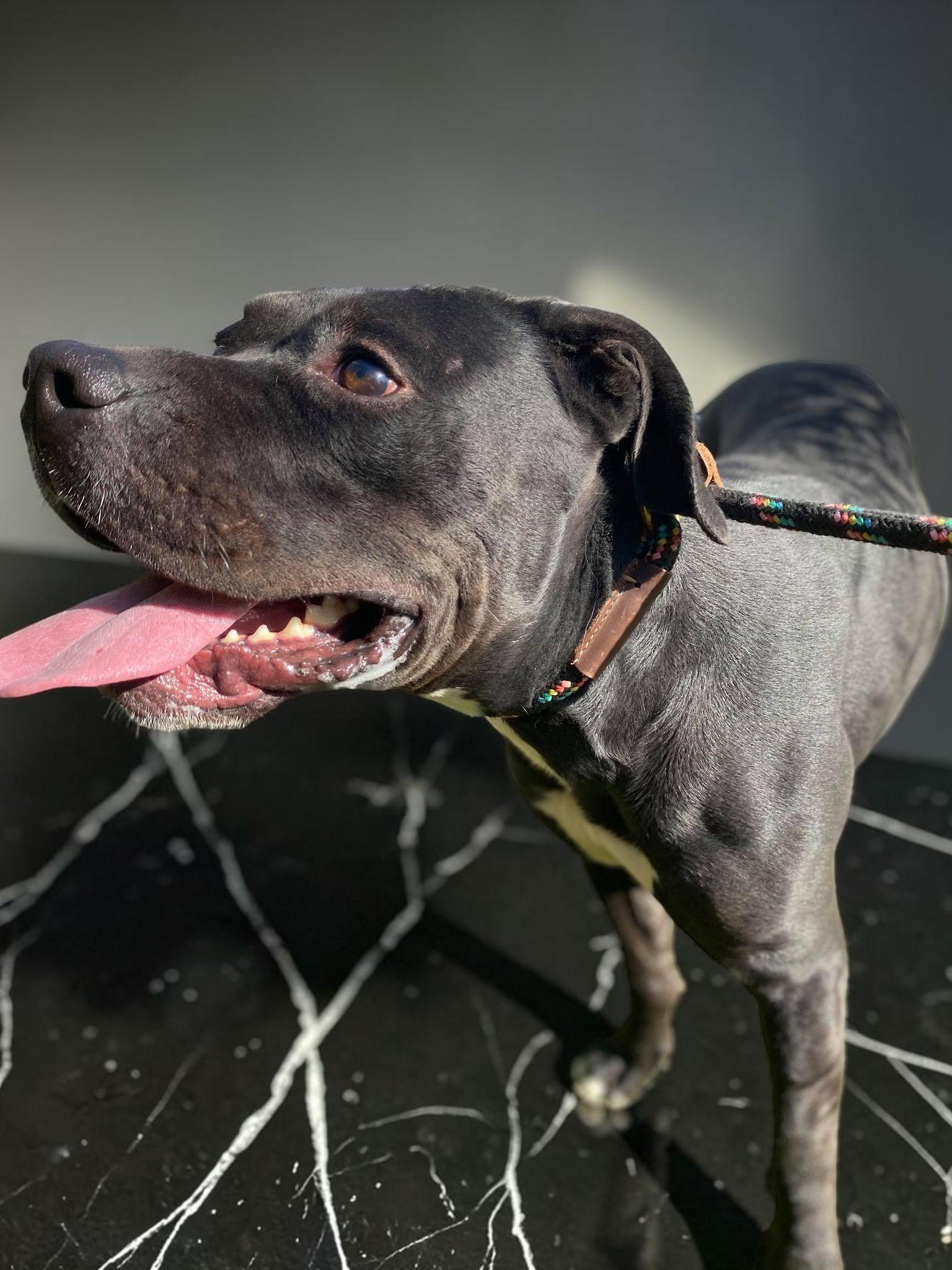 Jazz, an adopted mixed breed in Bismarck, ND image 4/6