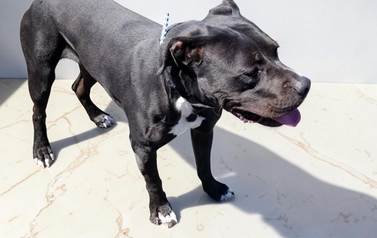 Jazz, an adopted mixed breed in Bismarck, ND image 5/6