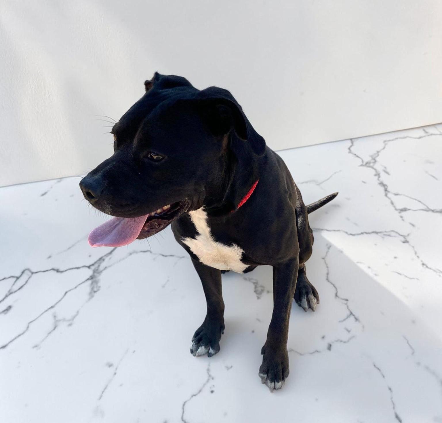 Jazz, an adopted mixed breed in Bismarck, ND image 3/6