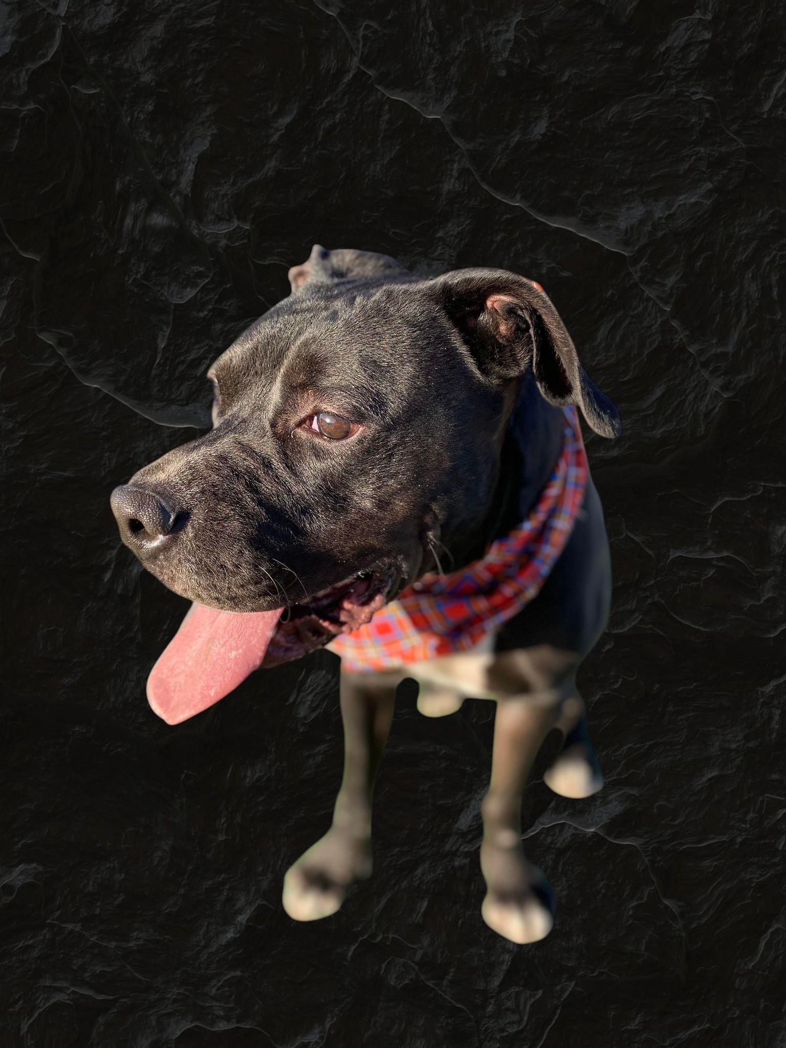 Jazz, an adopted mixed breed in Bismarck, ND image 2/6