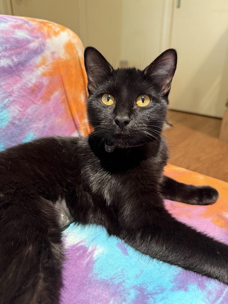 Cabernet — thumbnail 2