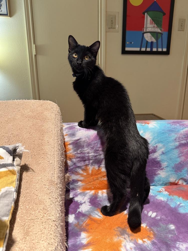 Cabernet — thumbnail 3